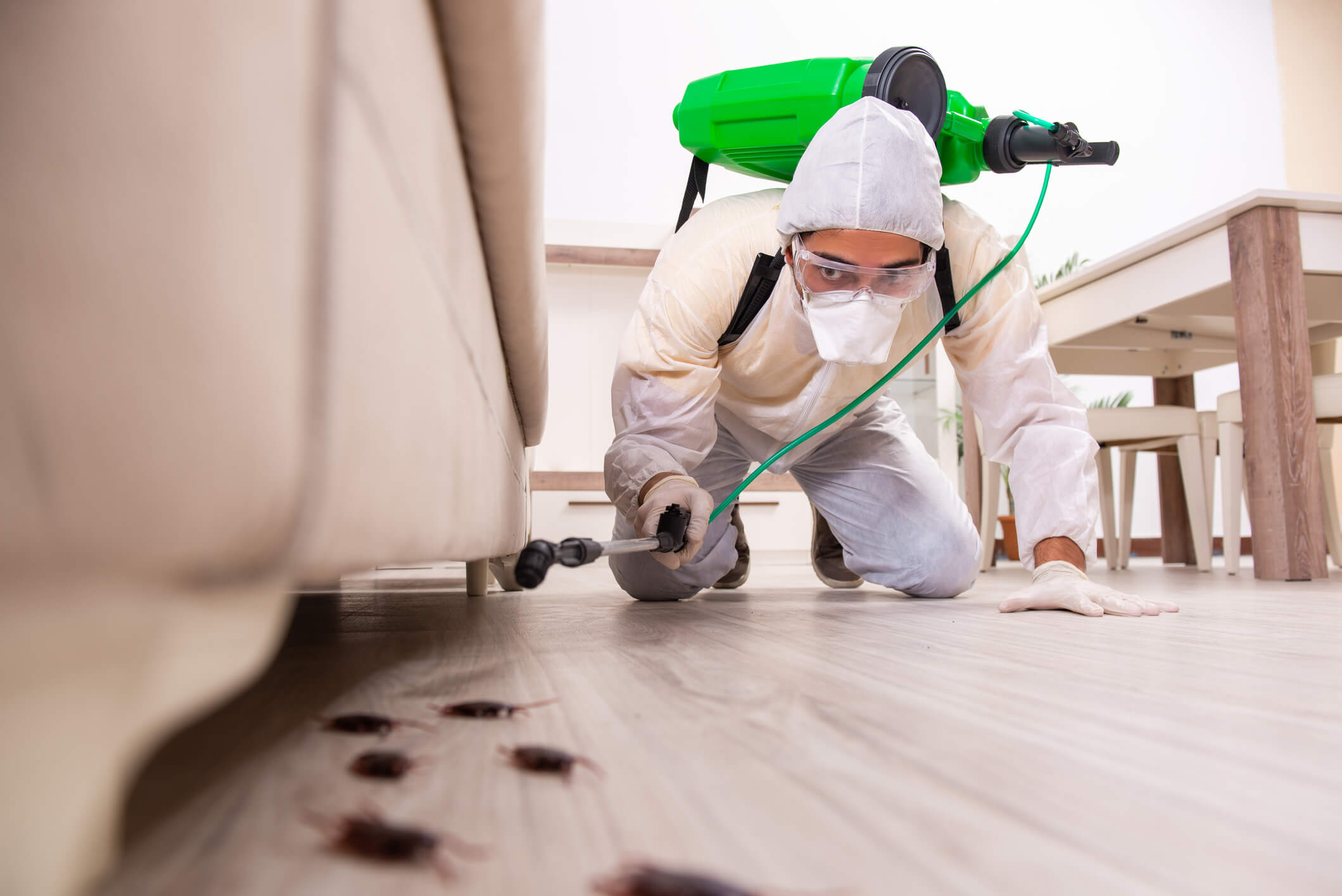 Pest control contractor using pesticides for pest prevention in a flat