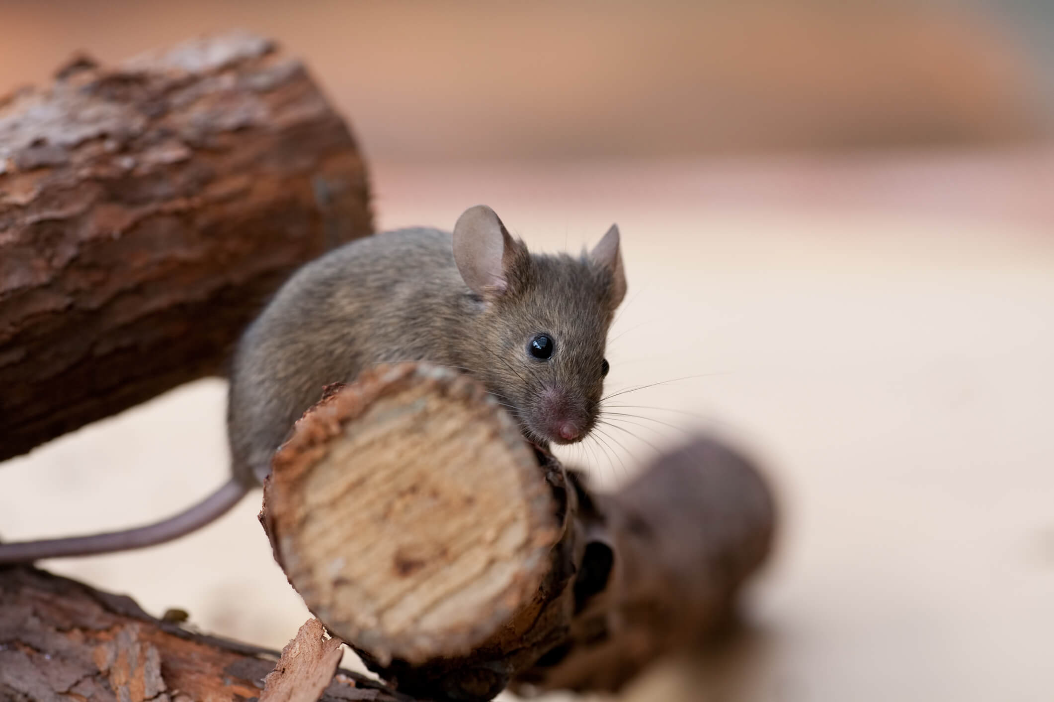 Mouse in the firewood pile in the living room