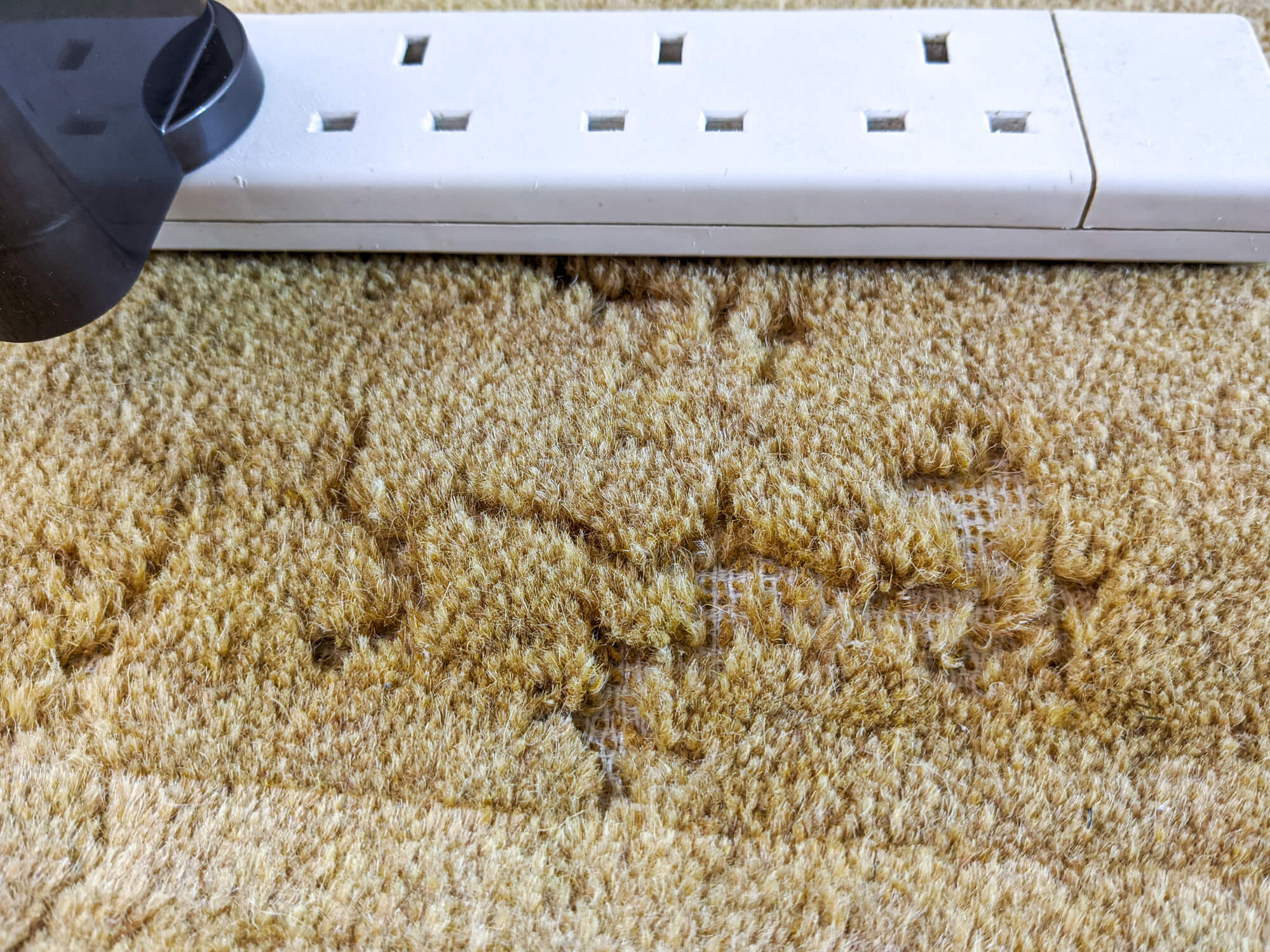 Damaged Carpet caused by Moth infestation