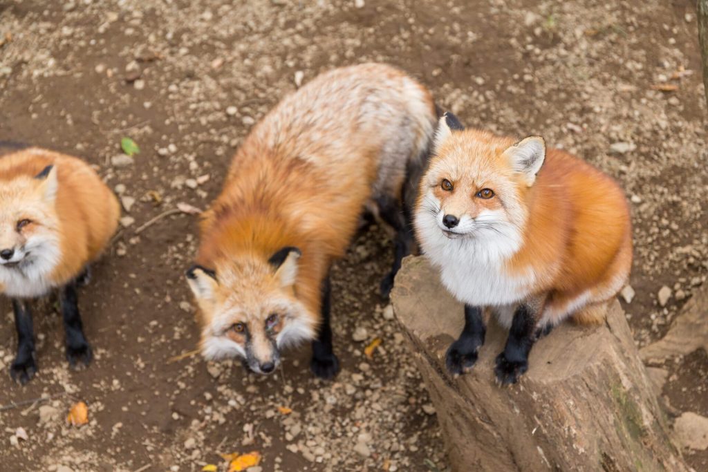 Fox infestation
