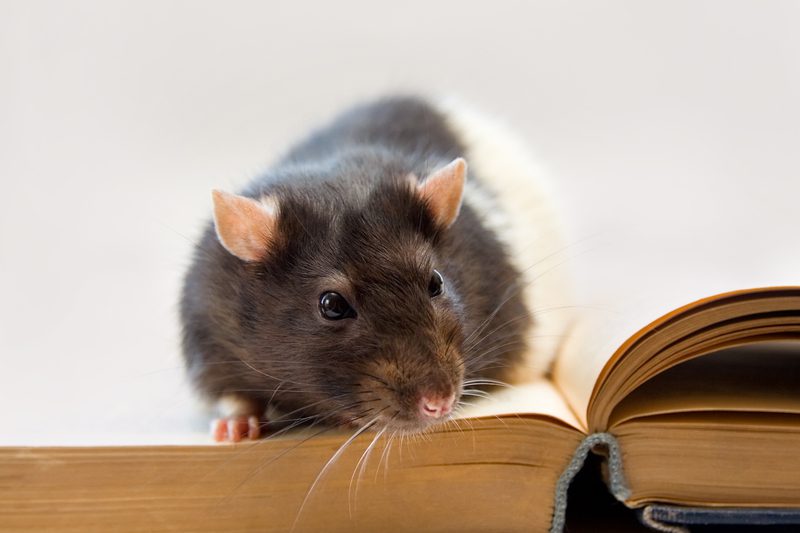 Rat on a Book